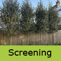 Quercus ilex Holm Oak standard trees used for screening