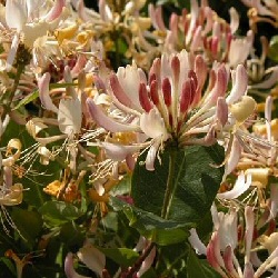 Honeysuckle Hedging