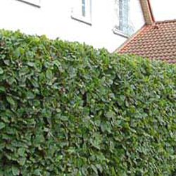 Hornbeam Hedging (Carpinus betulus) 20-40cm Trees **FREE UK MAINLAND DELIVERY + FREE 100% TREE WARRANTY**