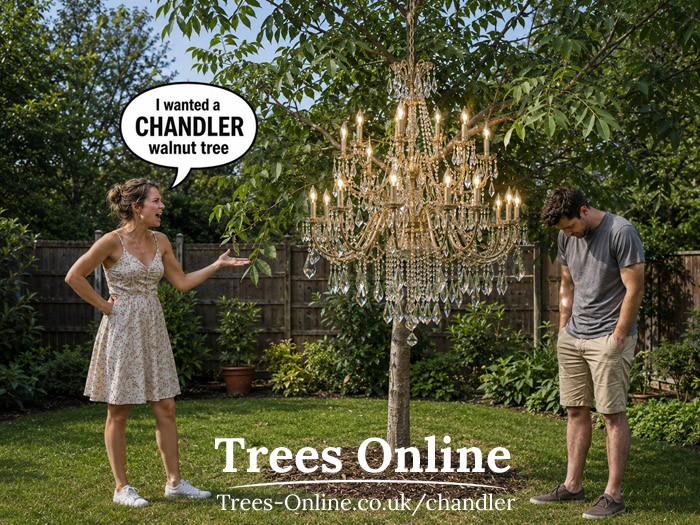 I wanted a Chandler walnut tree garden meme