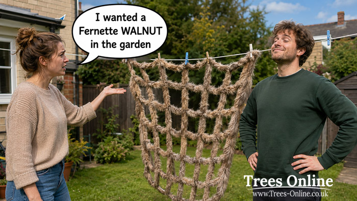 I wanted a Fernette walnut in the garden
