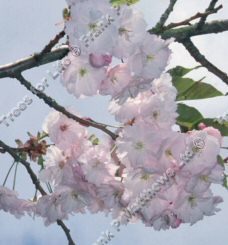 Tassel Flowering Cherry Tree (Prunus Litigiosa Tassel) **FREE UK MAINLAND DELIVERY + FREE 100% TREE WARRANTY**