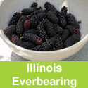 (Morus) Illinois Everbearing Mulberry