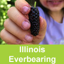 (Morus) Illinois Everbearing Mulberry