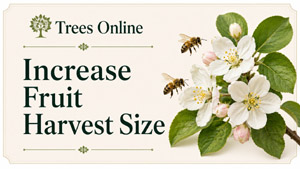 Increase Fruit Harvest Size