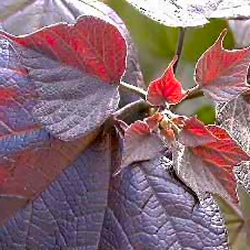 Purple Indian Bean Tree (Catalpa erubescens Purpurea) Supplied height 150 to 240 cm 7-20L Pot **PRICE INCLUDES FREE UK MAINLAND DELIVERY**