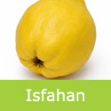 DELIVERED SEPTEMBER 2026 Isfahan Quince Tree