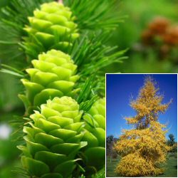 Japanese Larch Tree, Larix Kaempferi FAST GROWING **FREE DELIVERY + TREE WARRANTY**
