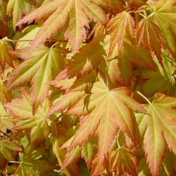 Japanese Maple Tree Acer palmatum Orange Dream **PRICE INCLUDES FREE UK MAINLAND DELIVERY**