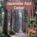 <font color="red">DELIVERED SEPTEMBER 2024</font> Japanese Red Cedar Tree (Cryptomeria Japonica) 20cm-60cm Trees , FAST GROWING + COPPICED + EVERGREEN + DECAY RESISTANT + SHADE TOLERANT **FREE UK MAINLAND DELIVERY + FREE 100% TREE WARRANTY**