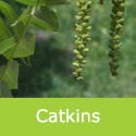 Mature Juglans Nigra Black Walnut catkins