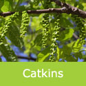 Mature Juglans Nigra Black Walnut catkins