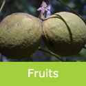 Mature Juglans Nigra Black Walnut Fruit