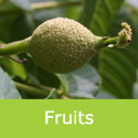 Mature Juglans Nigra Black Walnut semi mature fruits