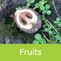 Mature Juglans Nigra Black Walnut opened fruits