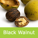 Mature Black Walnut Tree Juglans Nigra