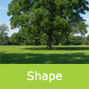 Mature Juglans Nigra Black Walnut mature tree shape