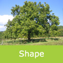 Juglans regia common walnut 100 years old
