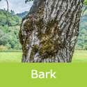 Juglans regia common walnut bark, a sort of tree woof if you will