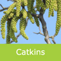 Juglans regia common walnut catkins just hanging around