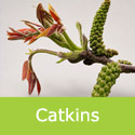 Juglans regia common walnut lone studio catkin wondering what pose to do next