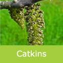 Juglans regia common walnut catkin just sat there doing nothing