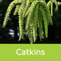 Juglans regia common walnut catkins in a group hug