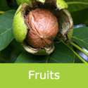 Juglans regia common walnut breaking open from husk