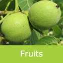 Juglans regia common walnut in green husk