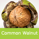 Mature Juglans Regia, Common Walnut Tree