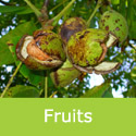 Juglans regia common walnut starting to break open