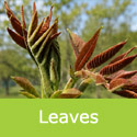 Juglans regia common walnut new leaves coming through