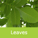 Juglans regia common walnut leaves close up