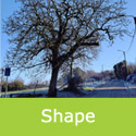 Juglans regia common walnut mature walnut tree shape