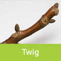 Juglans regia common walnut twig
