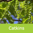 Mature Juglans Nigra Black Walnut catkins