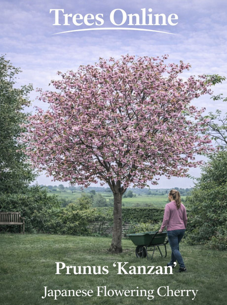 Prunus 'Kanzan' Japanese Flowering Cherry in a UK garden