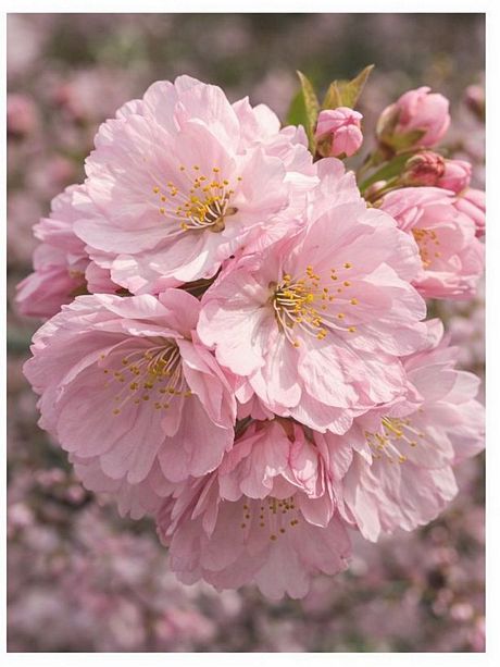 Prunus 'Kanzan' double pink blossom close-up