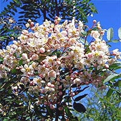 Kashmir Rowan Tree, Sorbus Aucuparia Cashmiriana **FREE UK MAINLAND DELIVERY + FREE 100% TREE WARRANTY**