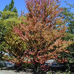 Mature Katsura Tree Cercidiphyllum Japonicum **PRICE INCLUDES FREE UK MAINLAND DELIVERY**