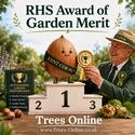 Kent Cob Hazelnut Tree