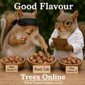 Kent Cob Hazelnut Tree