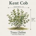 Kent Cob Hazelnut Tree