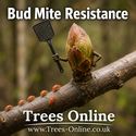 Kent Cob Hazelnut Tree