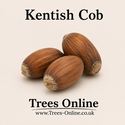Kent Cob Hazelnut Tree