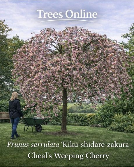Prunus serrulata 'Kiku-shidare-zakura' Cheal's Weeping Cherry in a UK garden