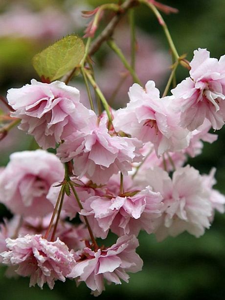 Prunus serrulata 'Kiku-shidare-zakura' deep pink double flowers close-up