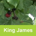 DELIVERED SEPTEMBER 2026 King James Black Mulberry Tree, Self Fertile + Very Popular, + Large Fruit + Intense Flavour