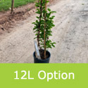 Kiwi Super Issai as delivered in a 12L pot