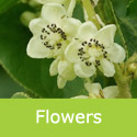 Kiwi Super Issai flowers
